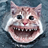 sharkocat