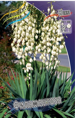 9978177_Ukka_Yucca_Filamentosa.jpg