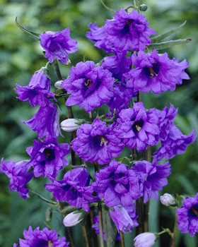 10002091_418_Campanula_trachelium_Bernice_NEW.jpg