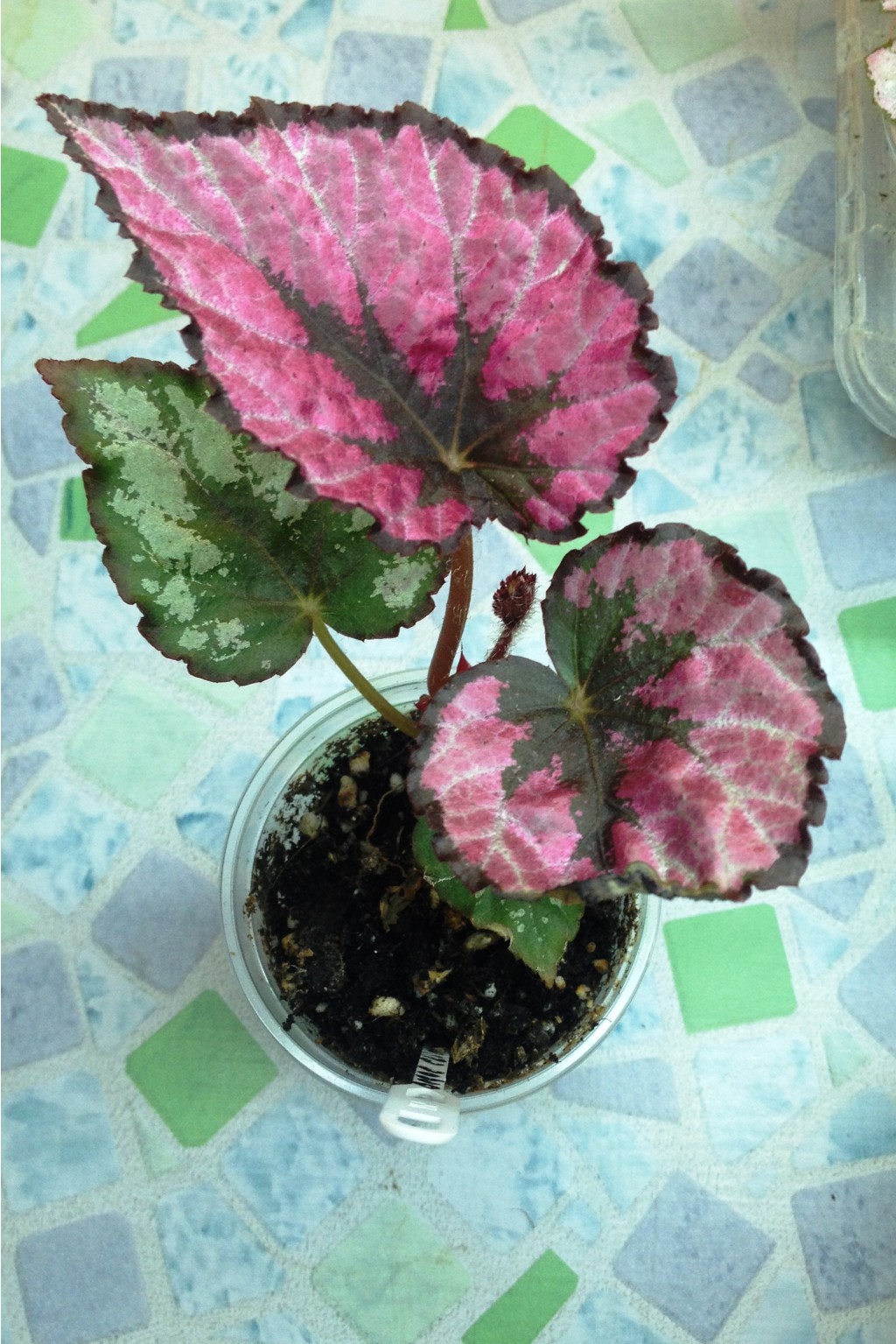 Regal Minuet 