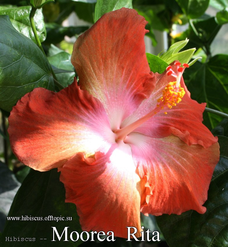 163 - Moorea Rita.jpg