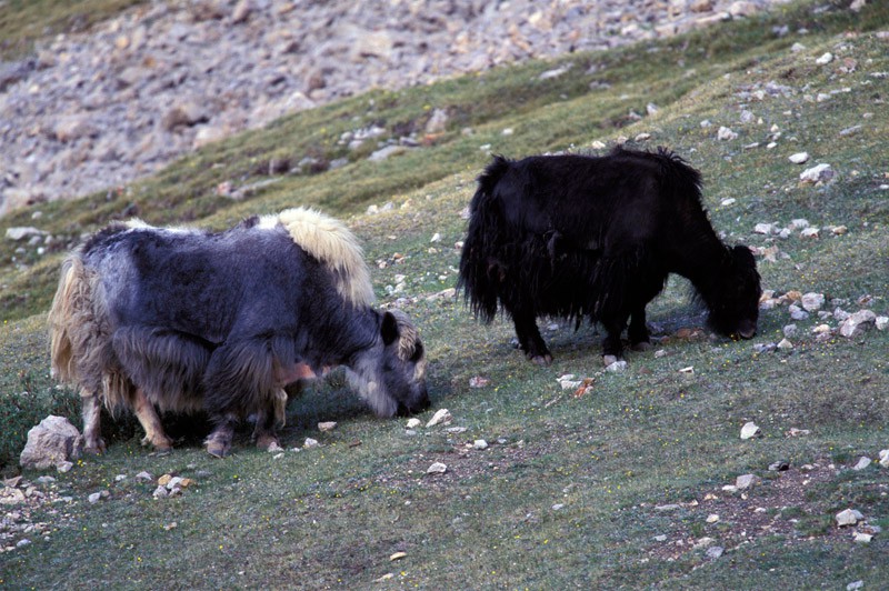 12-yak.jpg