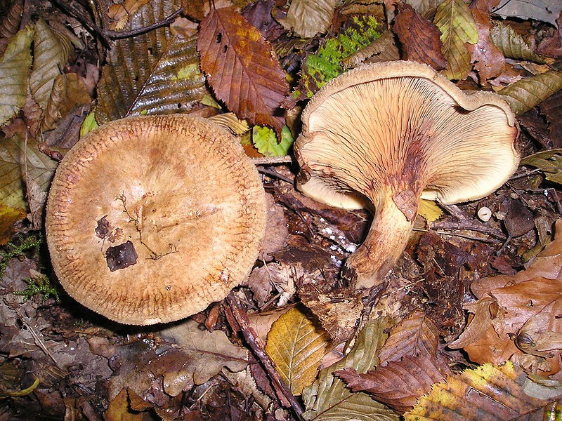 800px-Paxillus_involutus_EtgHollande_041031_063.jpg