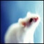 creep.ru.0251