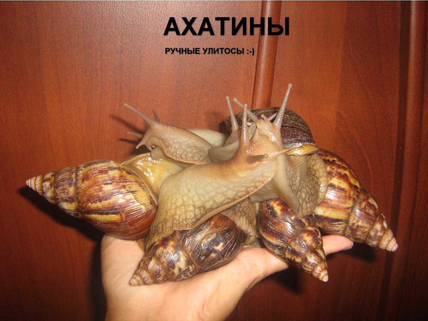 улитки.jpg