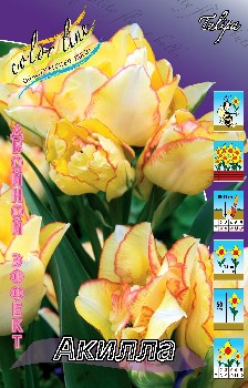 Tulipa Aquilla.jpg