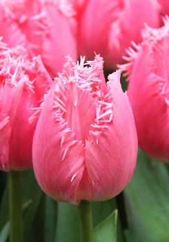 Tulipa Cacharel.jpg