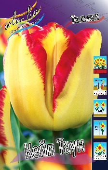 Tulipa Cape Town.jpg