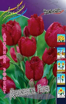 Tulipa Gipsy Love.jpg