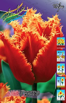 Tulipa Gusto.jpg