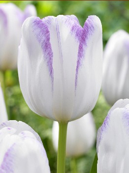 Tulipa Gwen.jpg