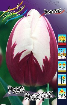 Tulipa Rems Favourite.jpg