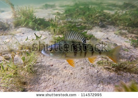 stock-photo-big-perch-on-the-plants-background-114572995.jpg