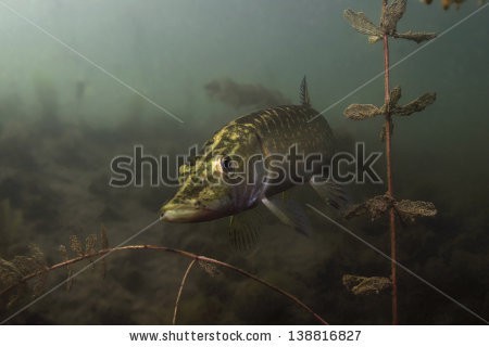 stock-photo-pike-freshwater-predator-looking-for-prey-underwater-among-the-water-plants-under-the-surface-of-138816827.jpg