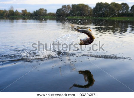 stock-photo-pike-on-hook-jumping-out-of-water-93224671.jpg