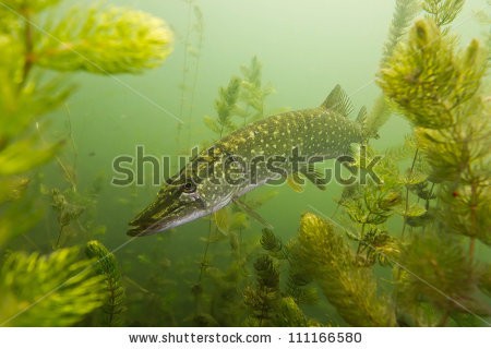 stock-photo-pike-on-the-plants-background-111166580.jpg