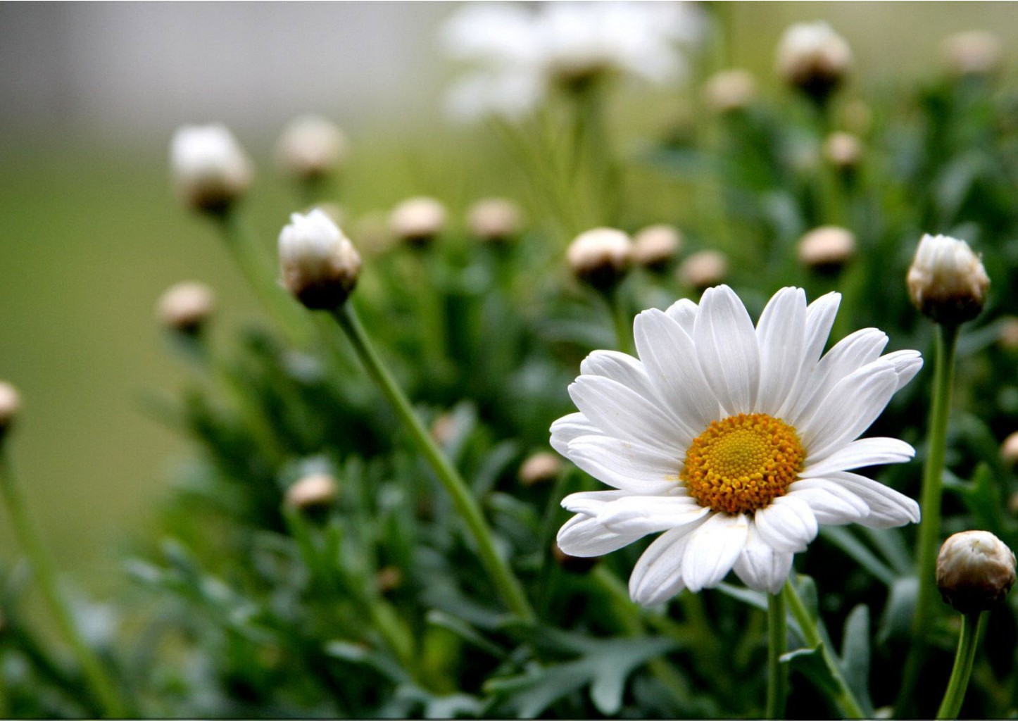 Flowers2.jpg