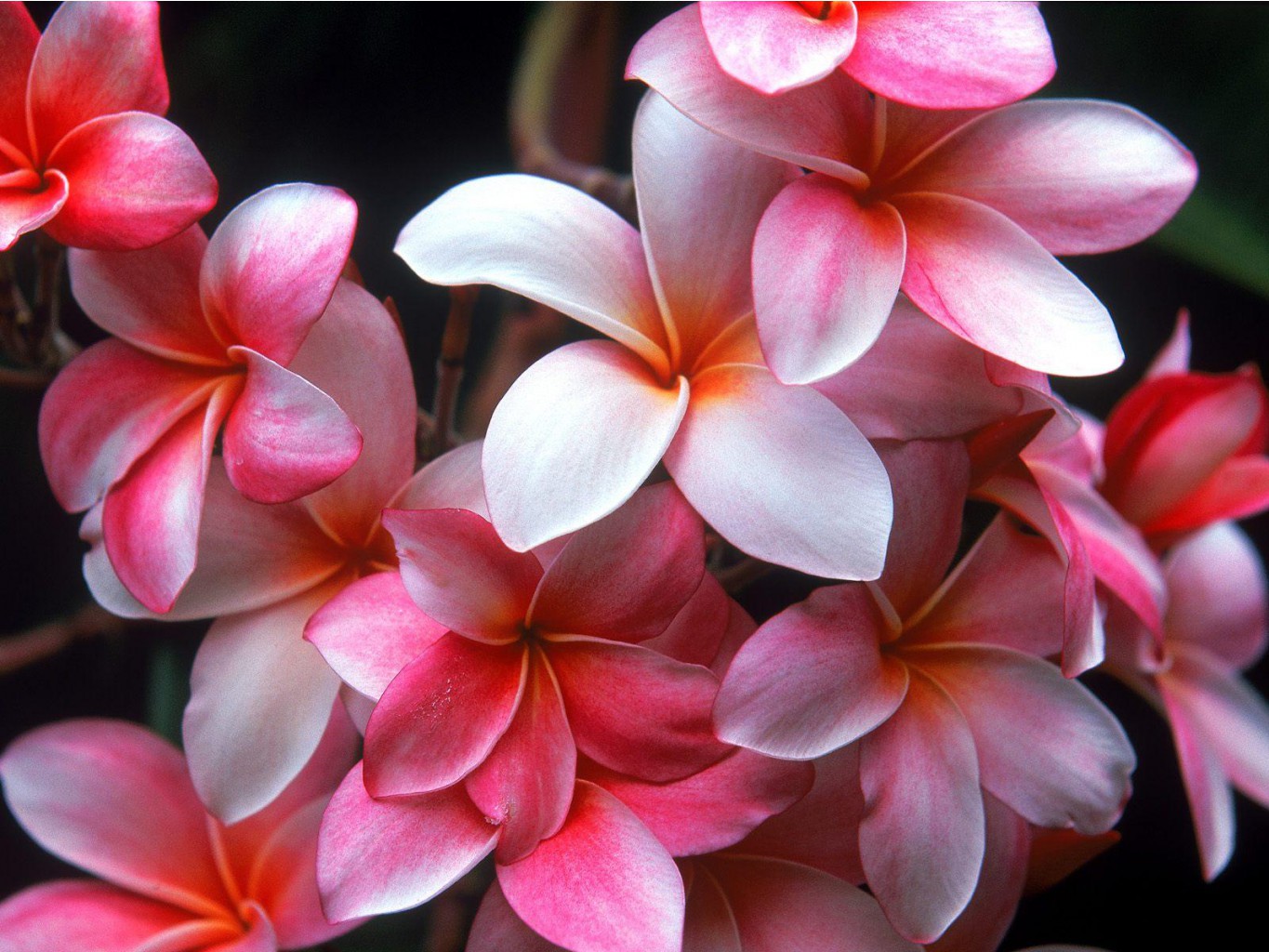 Flowers3.jpg