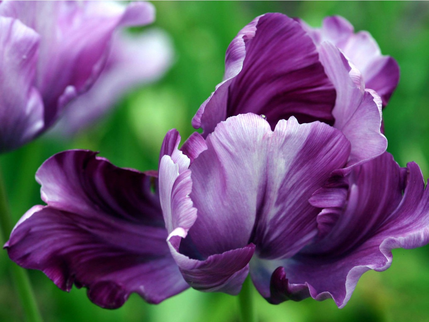 Flowers9.jpg