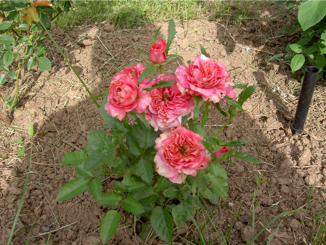 PICT8034.JPG
