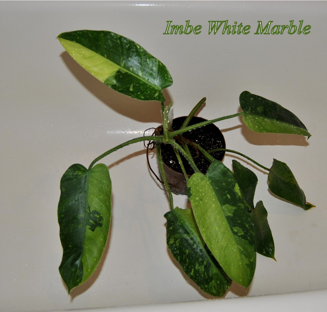  Imbe White Marble