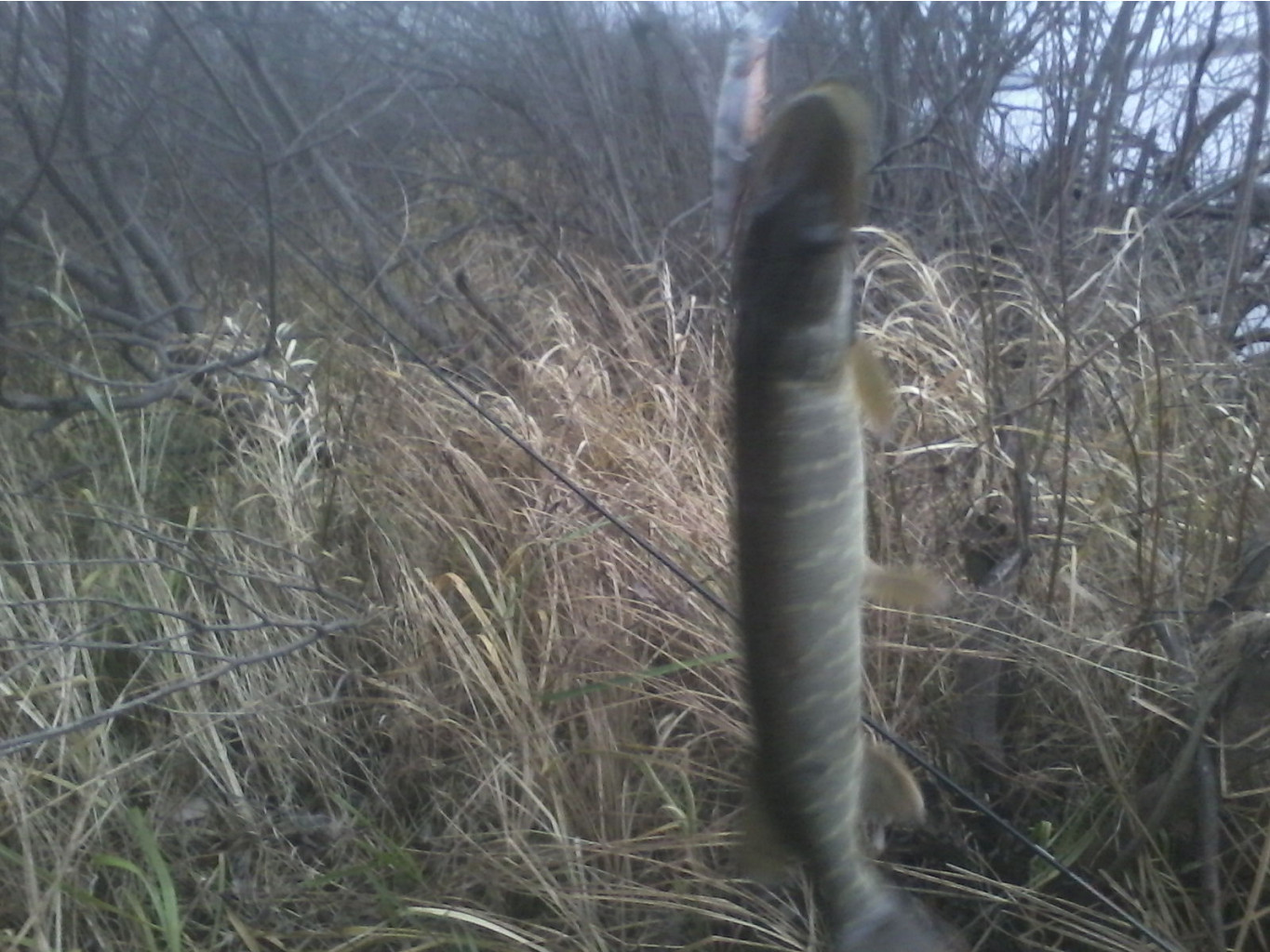 P04-11-13_16.35   7. 9..jpg