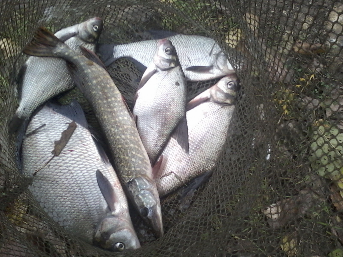 P11-10-13_16.30   +10.  7..jpg