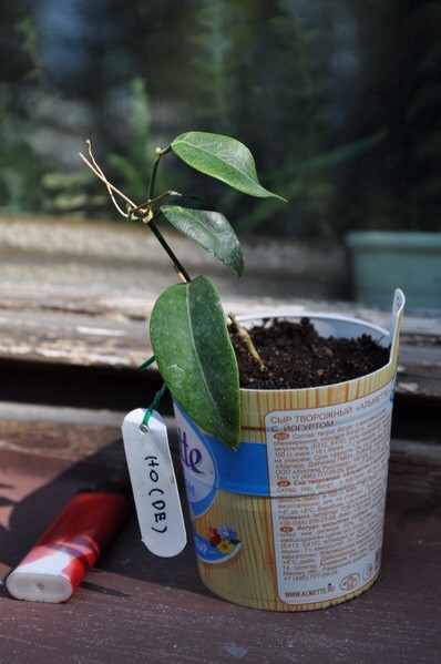 Hoya dennisii Forster et Liddle, 1993  .