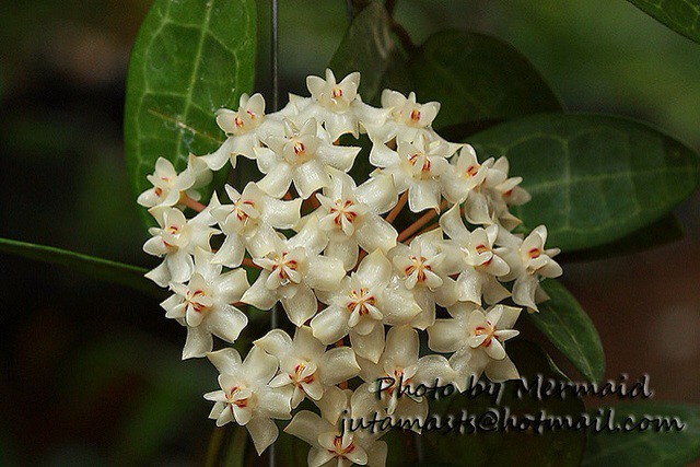 Hoya elliptica    