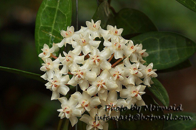 Hoya elliptica    