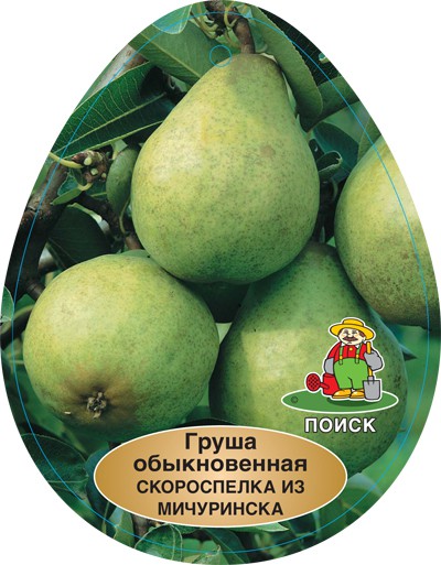 Груша Скороспелка из Мичуринска.jpg
