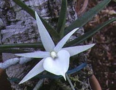 Angraecum Didieri.jpeg