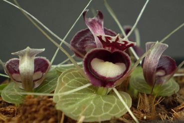 Corybas Pictus.jpeg