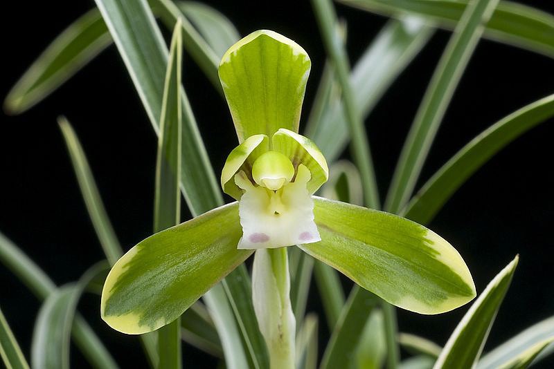 Cymbidium Goeringii.jpeg