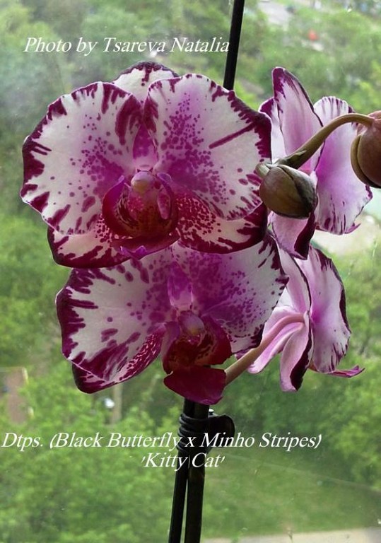 Dtps. (Black Butterfly x Minho Stripes) 'Kitty Cat'.jpeg