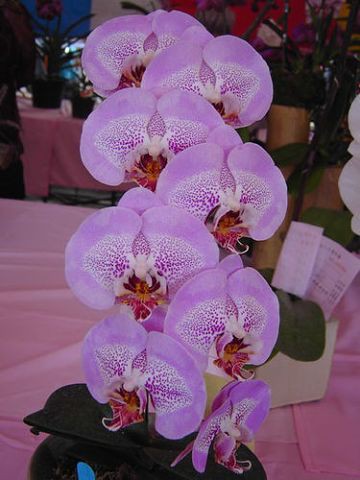 Dtps.Leopard Prince''F1138''.jpeg