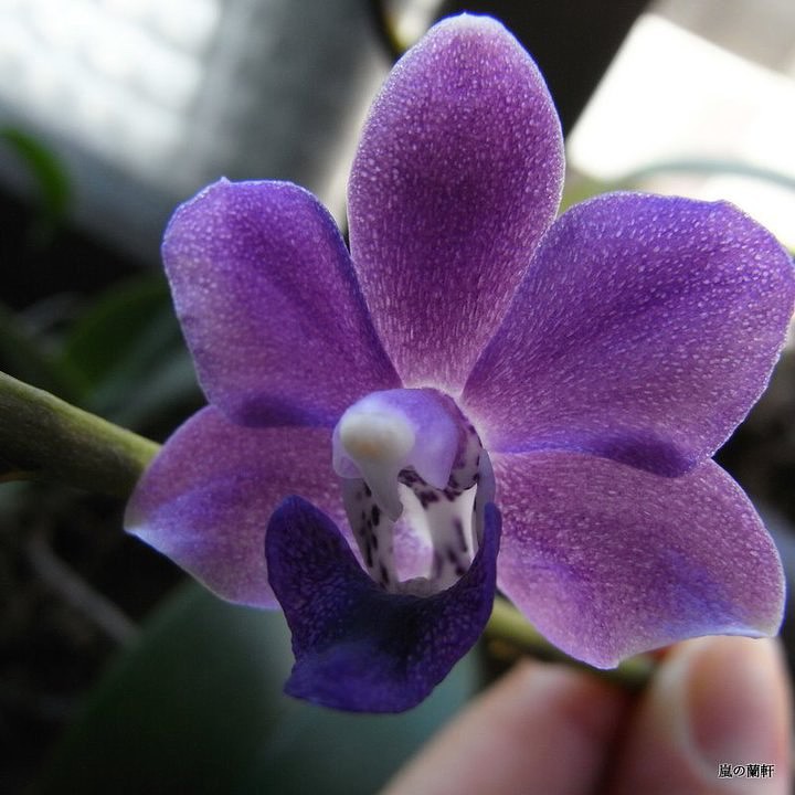 Dtps.Meidarland Pulchglad 'blue'.jpeg