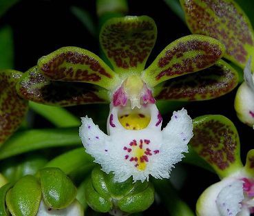 Gastrochilus Calceolaris 1.jpeg