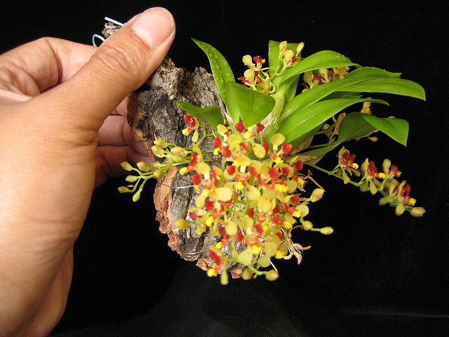 Oncidium Coloratum.jpeg