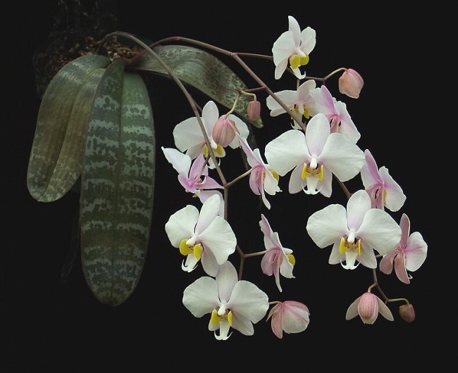 P.phillipensis x sib.jpeg