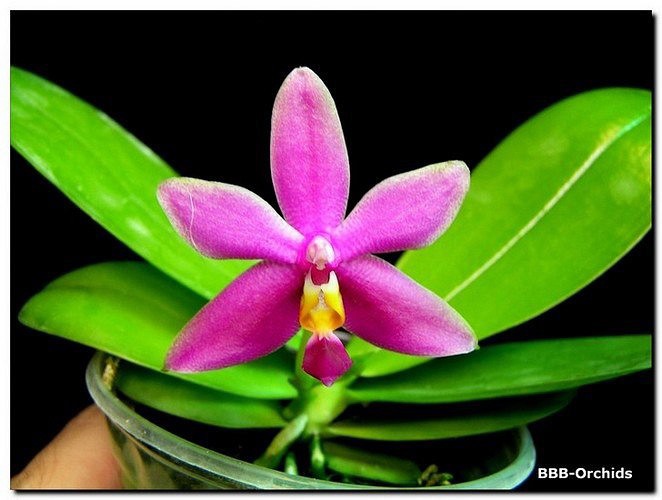 P.violacea red x sib.jpeg