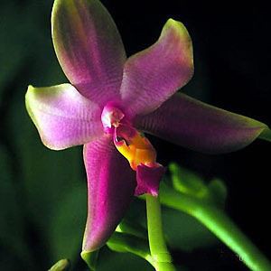 P.violacea.jpeg