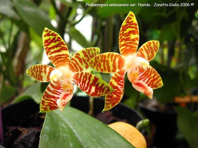 Phal. Amboinensis var flavida,.jpeg