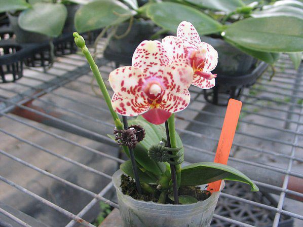 Phal.Tying Shin Classic(P.Tyiny ShingJaguar x P.Lobbii),.jpeg