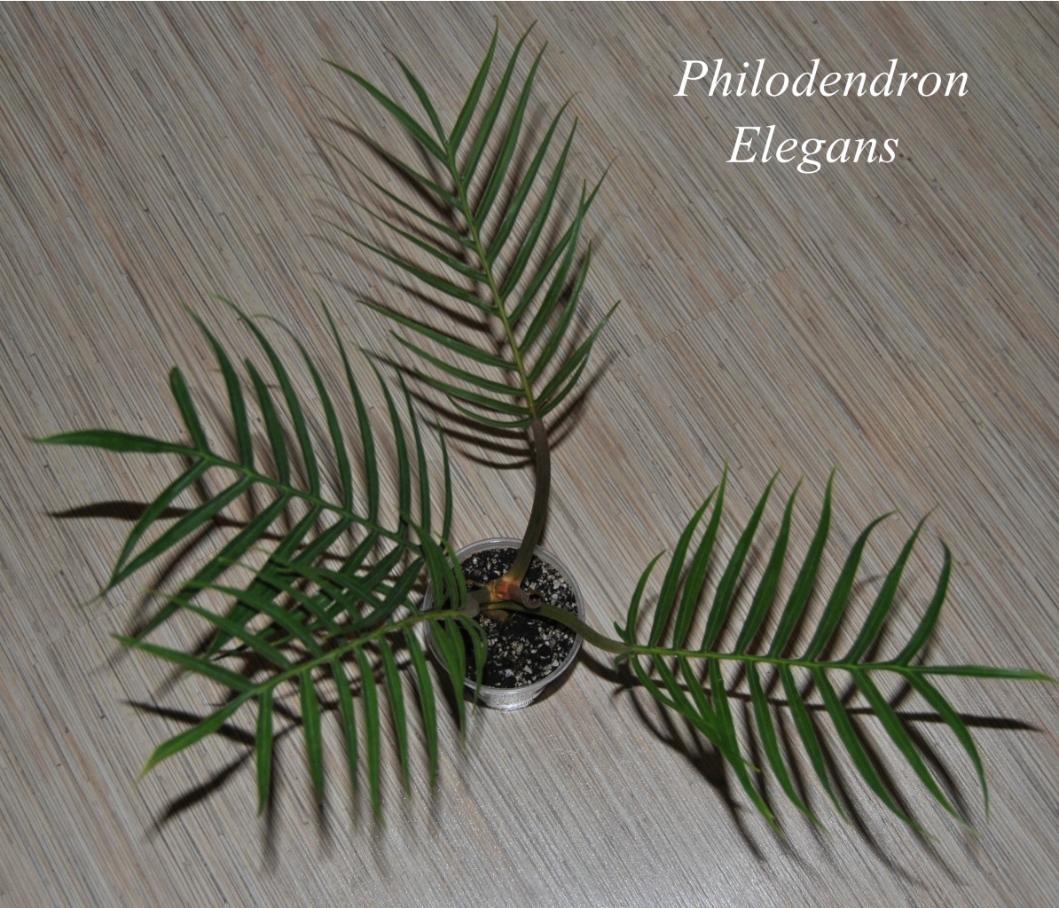 Philodendron Elegans