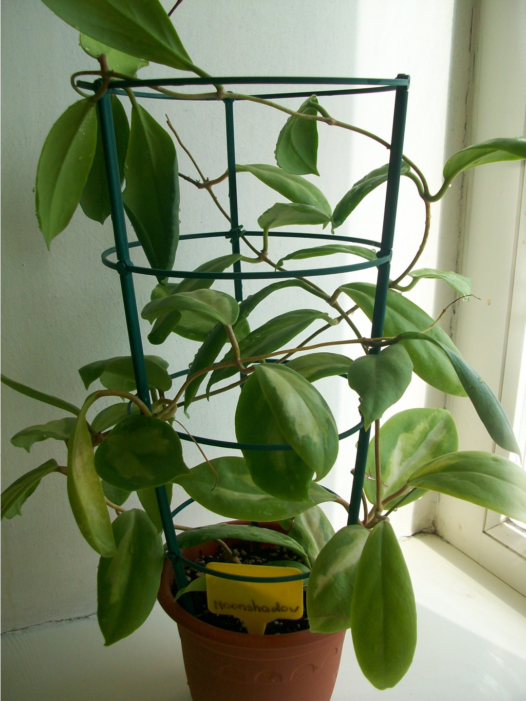 Hoya Incrasata Moonshadow