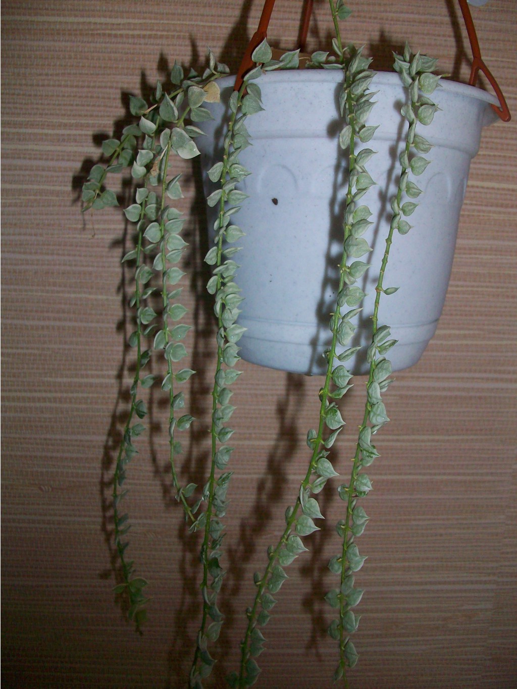 Dischidia ruscifolia var