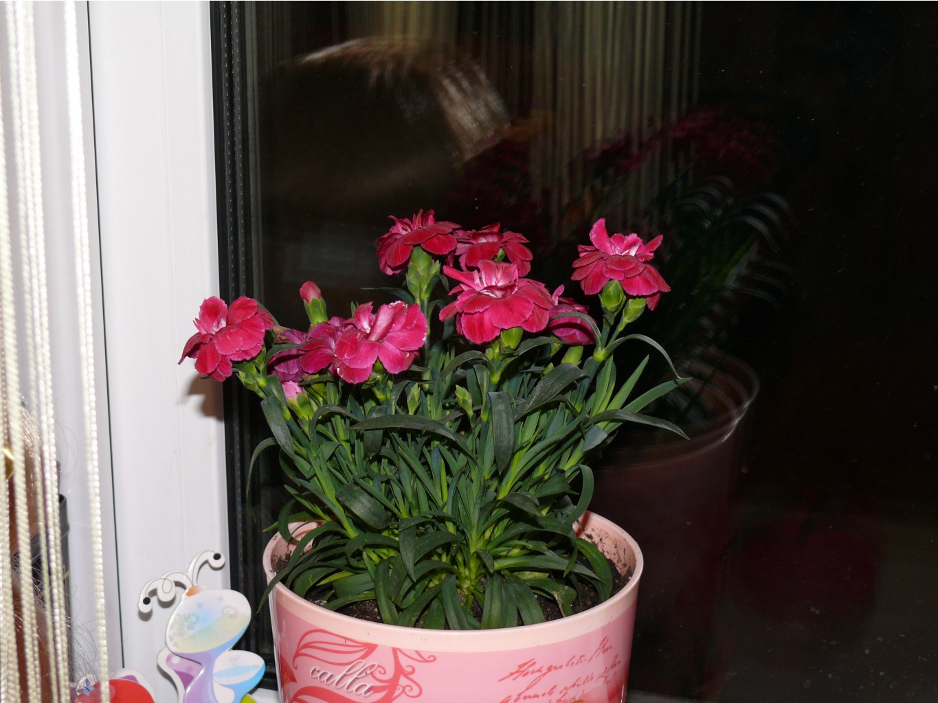 P1040763.JPG