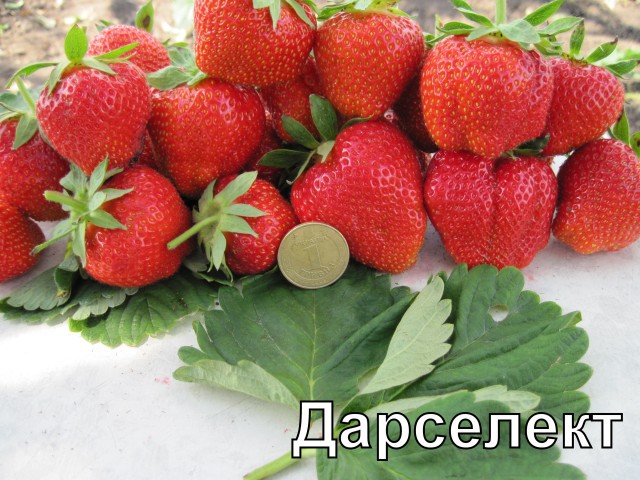 Земляника садовая Дарселект.jpg