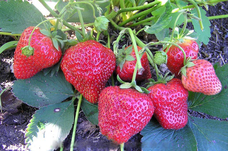 Земляника садовая Елизавета 2.jpg